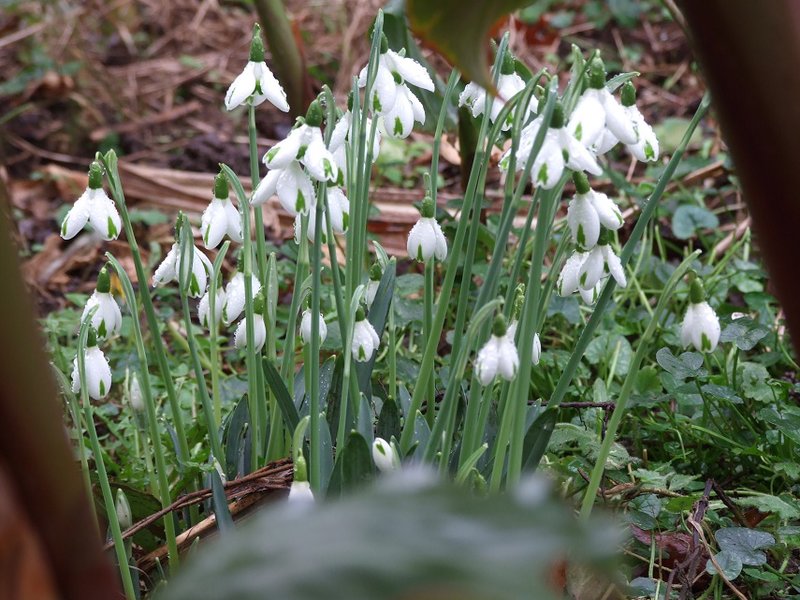 Galanthus 'Trumps'