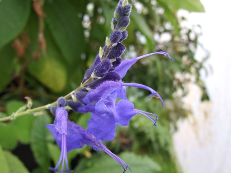 Salvia sagitata