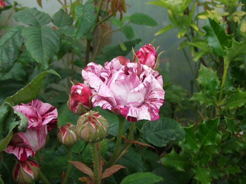 Rosa 'Kasteel Hex'