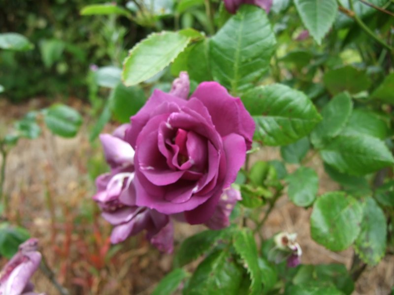 Rosa 'Rhapsody in Blue'