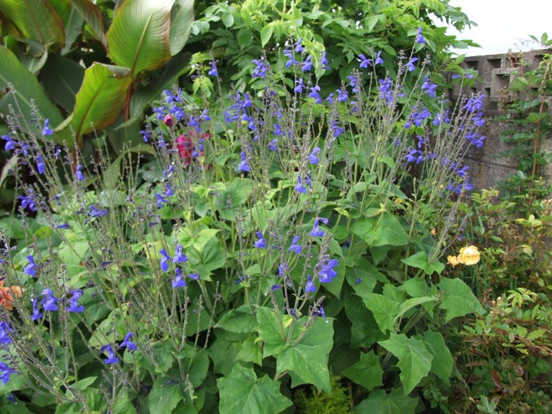 Salvia serboana