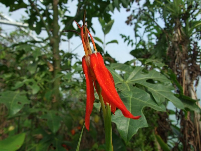 Tigridia orthantha