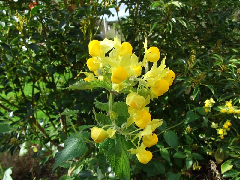 Calceolaria flexuosa subsp. chrysocalyx
