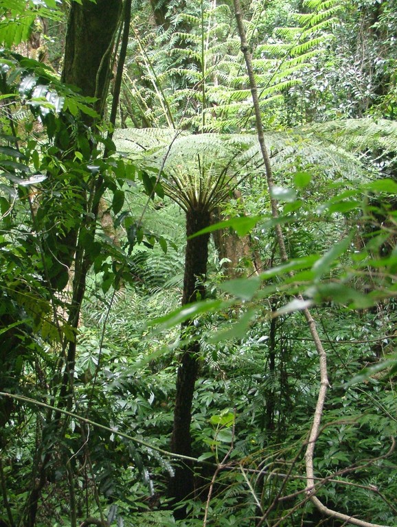 Cyathea australis  (Rough Tree Fern) 01 (small).jpg