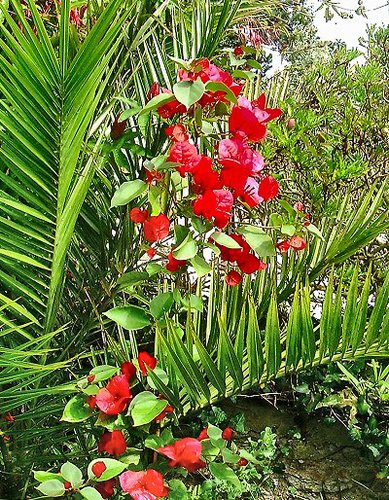 Bougainvillea 'Scarlet O'Hara'